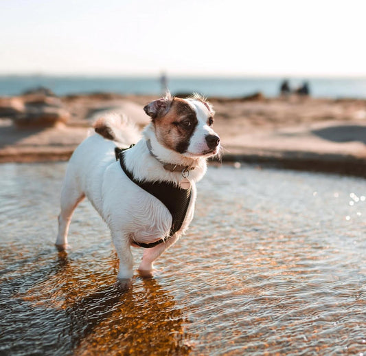 How To Keep Your Pets Healthy