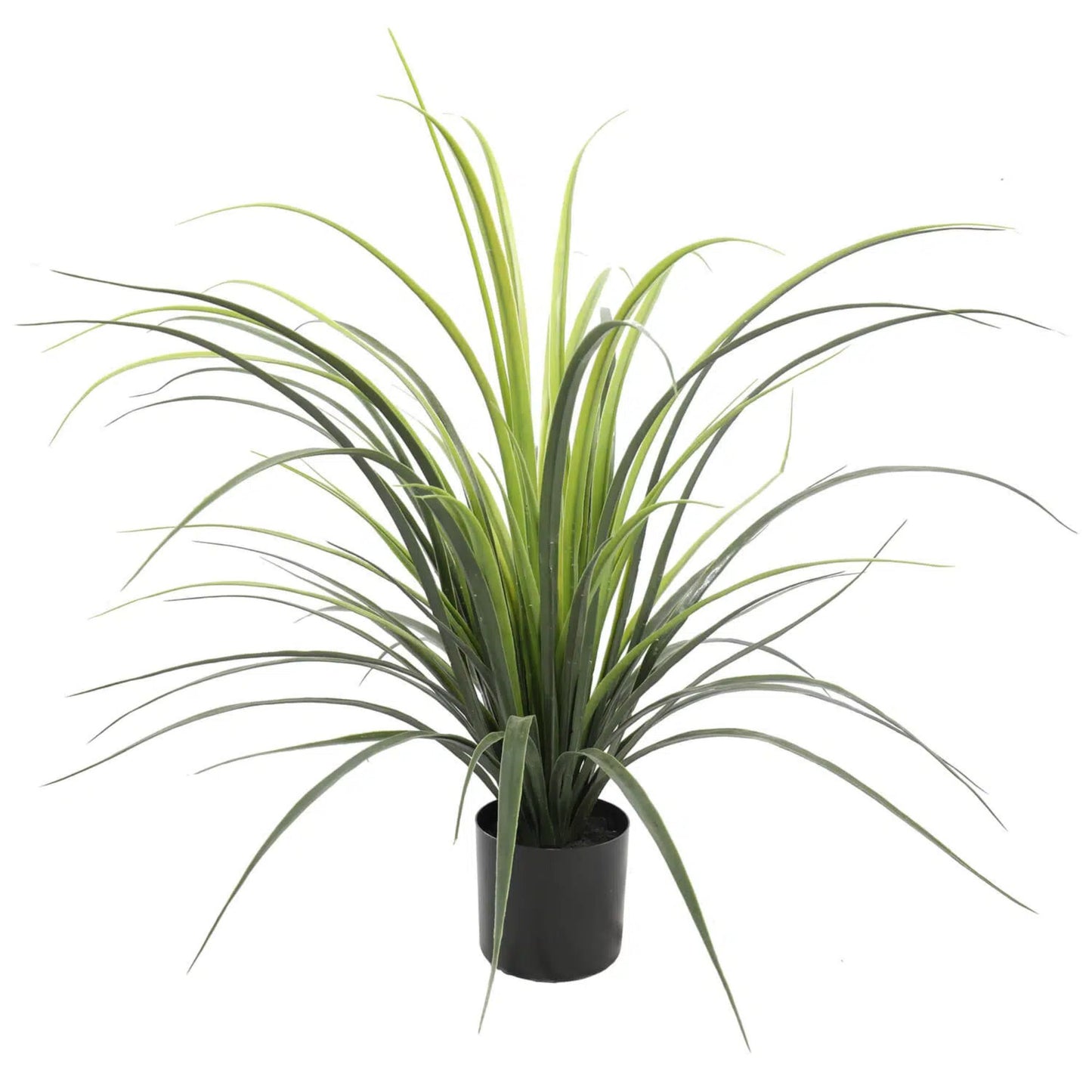 Yucca Grass